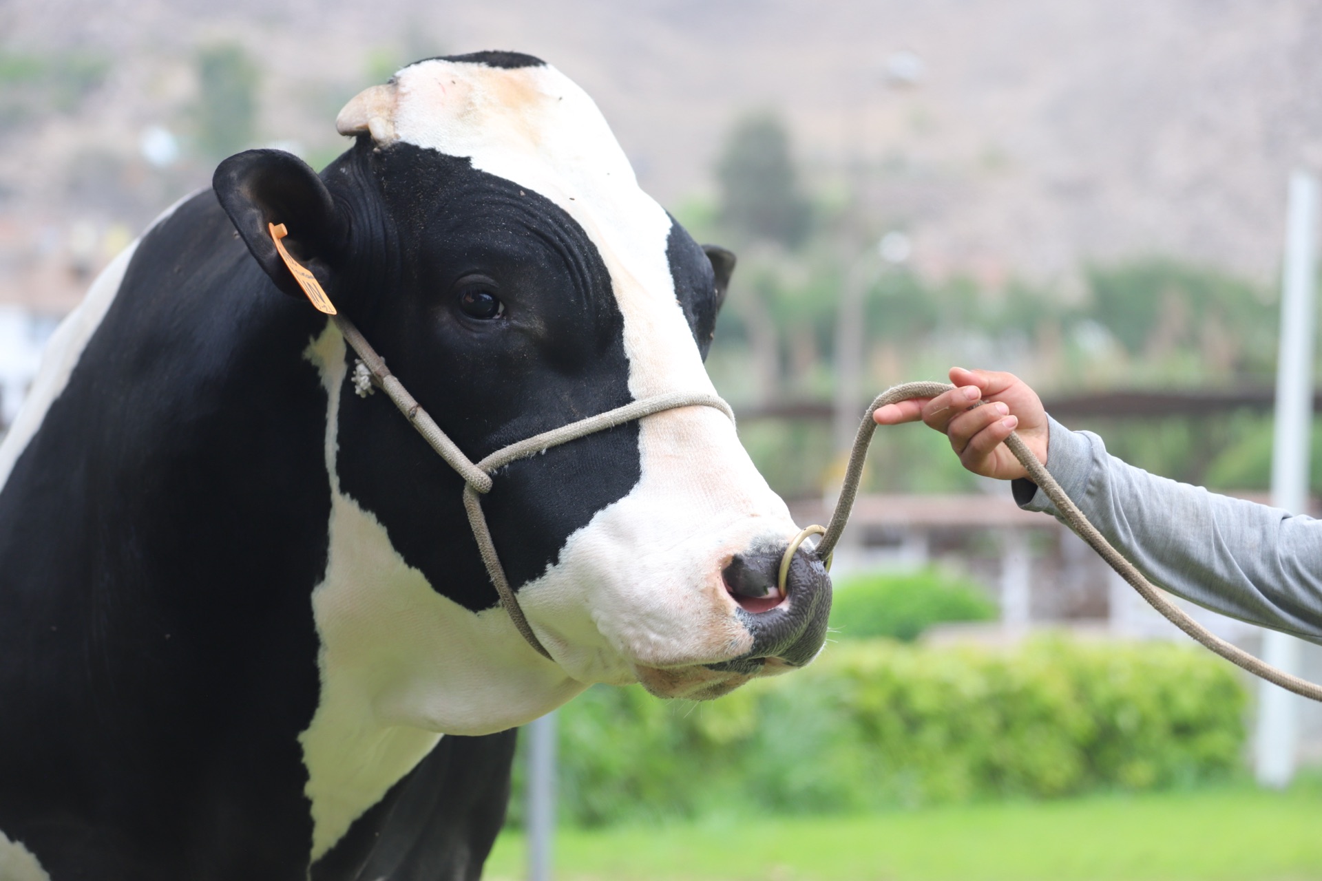 Toro Holstein de perfil