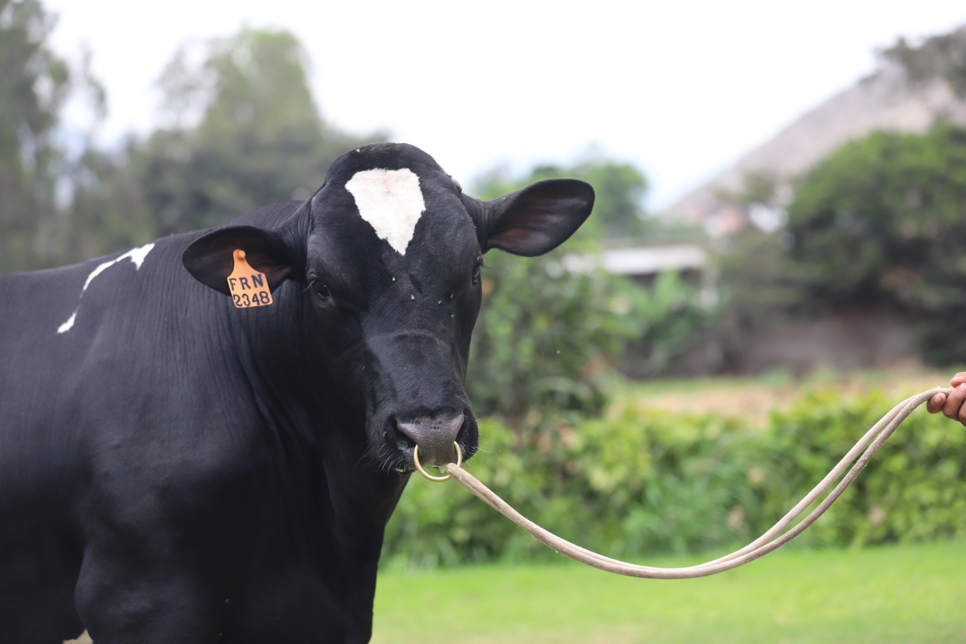 Toro Holstein, retrato frontal