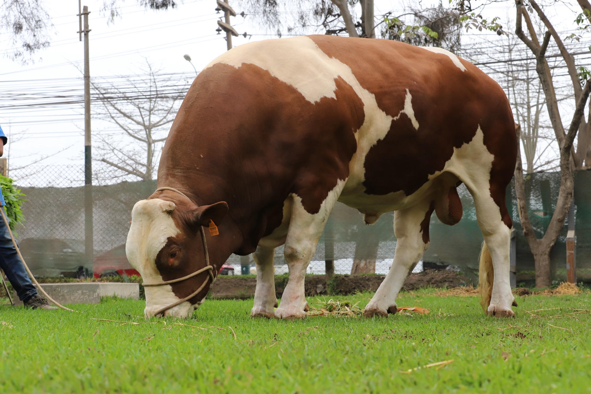 Toro Simmental pastando
