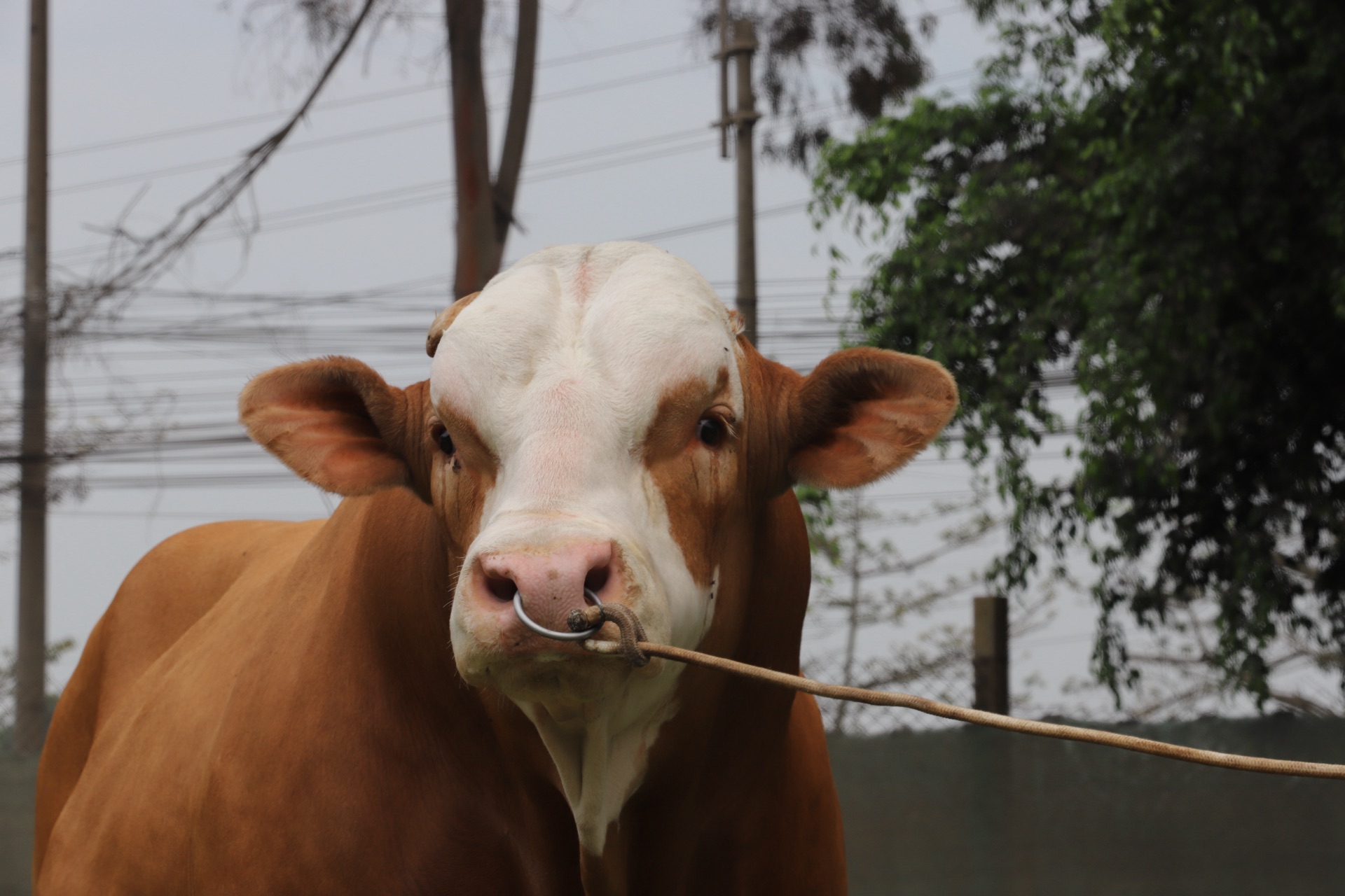 Toro Simmental, retrato frontal